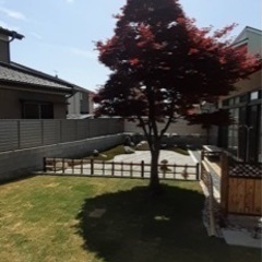 庭木の剪定、伐採致します。 - 越谷市