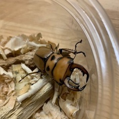 メンガタメリー ペアの画像