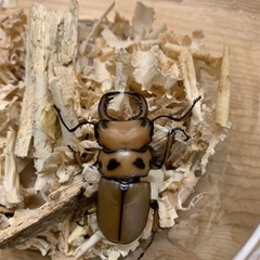 メンガタメリー ペアの画像
