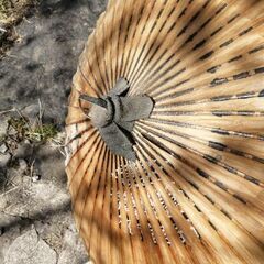 アンティーク　番傘☂️の画像