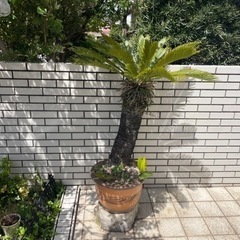 【引渡し調整中】ソテツ 蘇鉄（植木鉢付き）