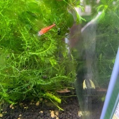 レッドシュリンプの画像