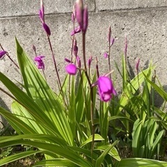 ✽ 紫蘭の画像