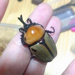 ヨツボシヒナカブト幼虫 4頭セット②