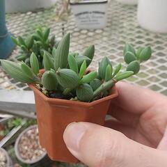 多肉植物 アーモンドネックレス✨の画像