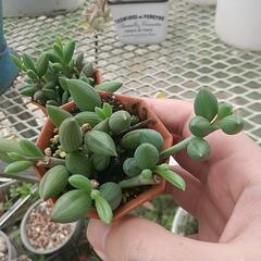 多肉植物 アーモンドネックレス✨の画像