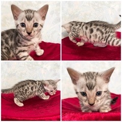 ✨ 北海道 札幌 子猫 ブリーダー ベンガル ソマリ スフィンク...
