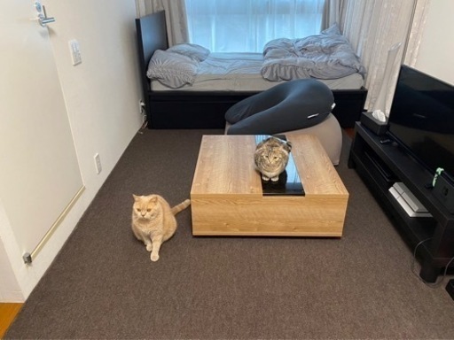 猫のためのローテーブル