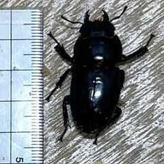 天然♀本土 ノコギリクワガタ？ヒラタクワガタ？
