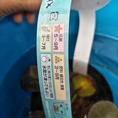 姫睡蓮さしあげます（22、23日希望）の画像