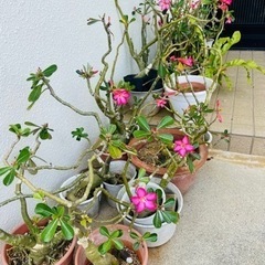 アデニウム オベスムの画像
