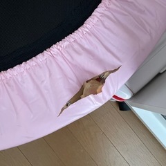 トランポリン　短期間使用の画像