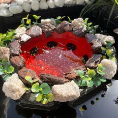 めだかを10倍楽しめる、浮遊する餌場