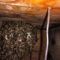 日本ミツバチ2023 5月分蜂群