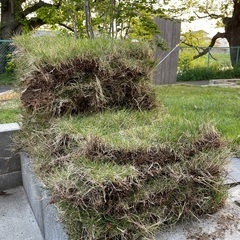 芝生　高麗芝