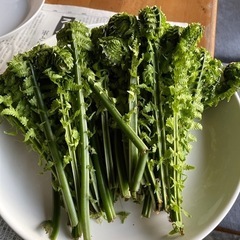 青森県産　今日採りたて　こごみ　300g