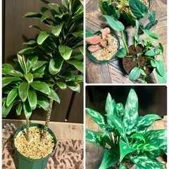 観葉植物・6鉢セット譲ります7