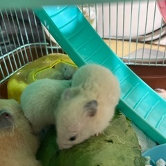 キンクマハムスター　赤ちゃん