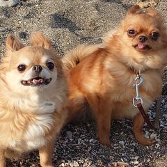 犬友達募集 - 友達