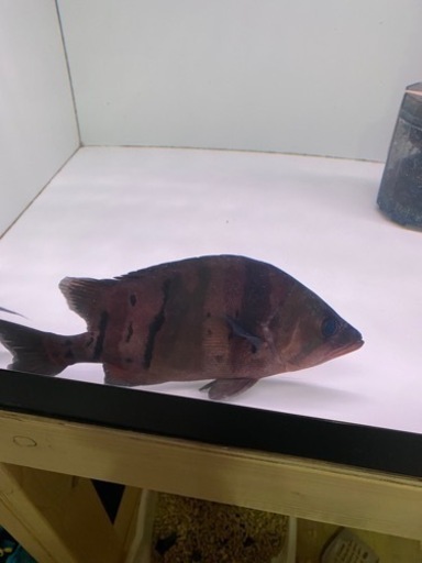 ダトニオリアルバンド  25センチ±