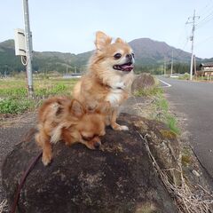 犬友達募集 - メンバー募集