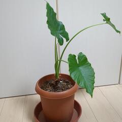観葉植物 クワズイモ4