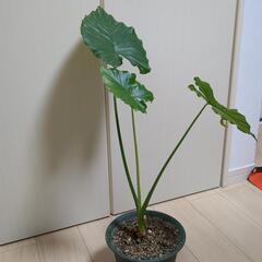 観葉植物 クワズイモ5