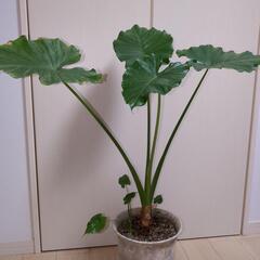 観葉植物 クワズイモ 大1