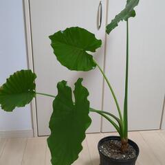 観葉植物 クワズイモ中