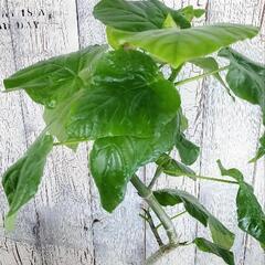 フィカス ウンベラータ曲げ　 観葉植物の画像