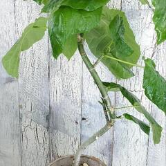 フィカス ウンベラータ曲げ　 観葉植物の画像