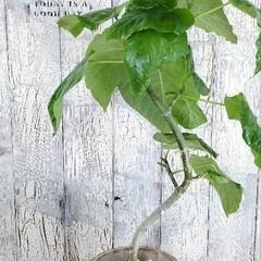 フィカス ウンベラータ曲げ　 観葉植物の画像