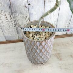 フィカス ウンベラータ曲げ　 観葉植物の画像