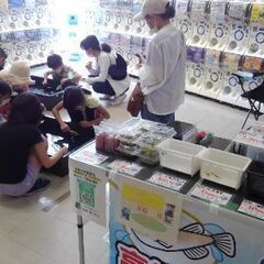 GWメダカ掬い&改良めだか販売　京福電鉄・帷子ノ辻駅２階　駄菓子...