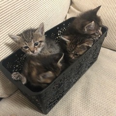 里親募集