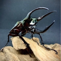 アトラスオオカブト（ssp.keyboh）南カリマンタン島 Mt...