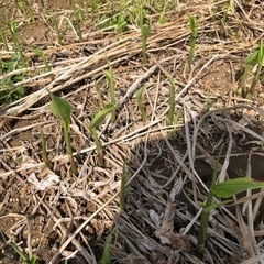 ミョウガ苗、地下茎