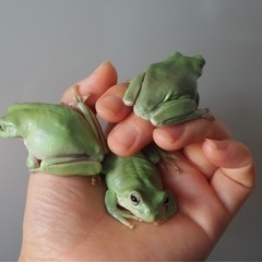 イエアメガエル  の画像