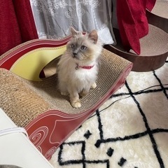 一時的中断します。目がブルーの控えめな優しい女の子(o^^o)毛...