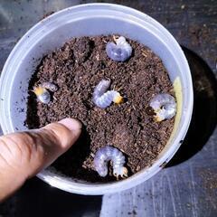 ヤエヤママルバネクワガタ幼虫の画像