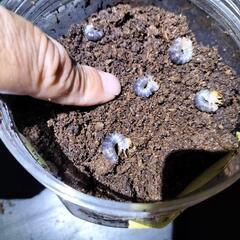 ヤエヤママルバネクワガタ幼虫の画像