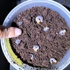 ヤエヤママルバネクワガタ幼虫