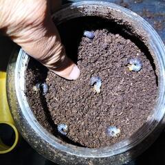 ヤエヤママルバネクワガタ幼虫の画像