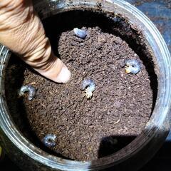 ヤエヤママルバネクワガタ幼虫の画像