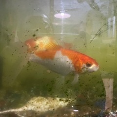 金魚 二匹