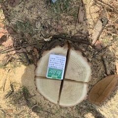 スエーデントーチの画像