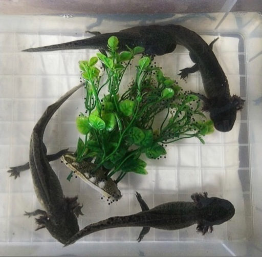 ウーパールーパー　　ミックス　メダカ　金魚　めだか