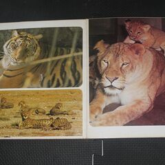 ＬＰレコード　よいこの童謡全集・どうぶつのくにマーチングマーチの画像