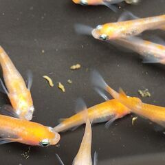 ◆値下げ◆メダカ（透明鱗紅白 -更紗- ②）《2022年生：若魚...