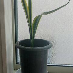 観葉植物 サンスベリア（サンセベリア） 室内 
